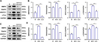 Gamabufotalin Inhibits Osteoclastgenesis and Counteracts Estrogen-Deficient Bone Loss in Mice by Suppressing RANKL-Induced NF-κB and ERK/MAPK Pathways